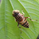 Hoverfly
