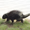 Porcupine