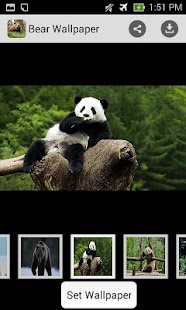 How to install Bear Wallpaper HD 1.0 unlimited apk for bluestacks