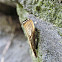 Agriphila plumbifimbriella