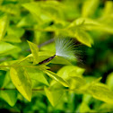 Milkweed Seed