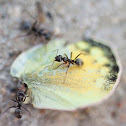 ants and butterfly wing