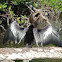 Anhinga anhinga