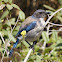 Western Scrub-Jay