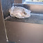 Grey Tree Frog