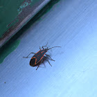 Boxelder bug