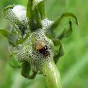 meadow spittle bug