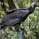 Turkey Vulture