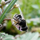 Flower Fly