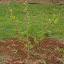 Blood Plum
