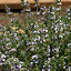Thyme