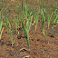 Aussie Garlic
