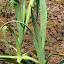 Russian Garlic