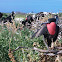 Great Frigate Bird