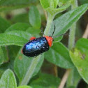 Shining Flea Beetle