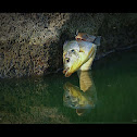 checkered keelback