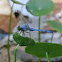 Eastern Pondhawk        Male