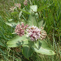 Showy Milkweed