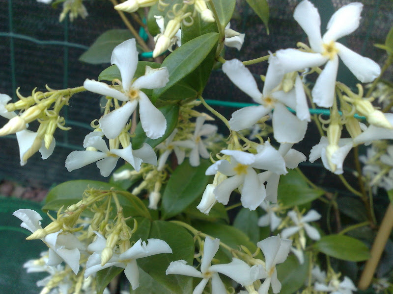 06052008204.jpg
