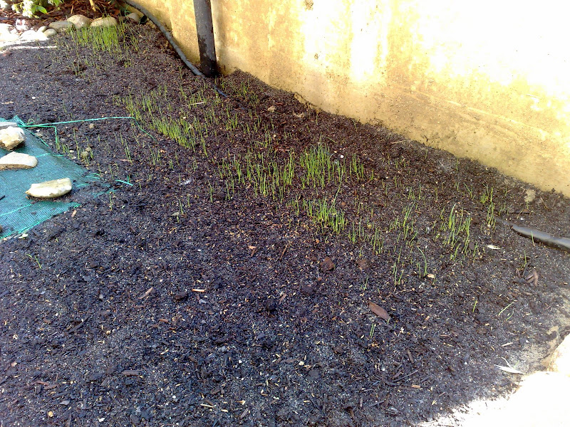 10052008210.jpg