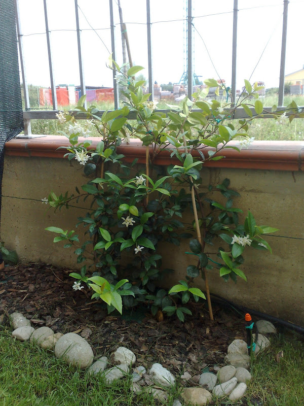 29062008340.jpg