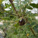 Banded Wood Snail