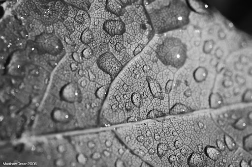 DSC 2551LeafwithWaterDropsB&ampW web