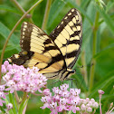 Eastern tiger swallowtail butterfly