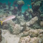 Red Mullet