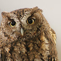 Western Screech Owl