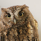 Western Screech Owl
