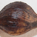 Goldenrod Gall Fly.