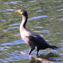 Double-crested Cormorant
