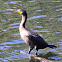 Double-crested Cormorant