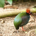Crested Wood-partridge