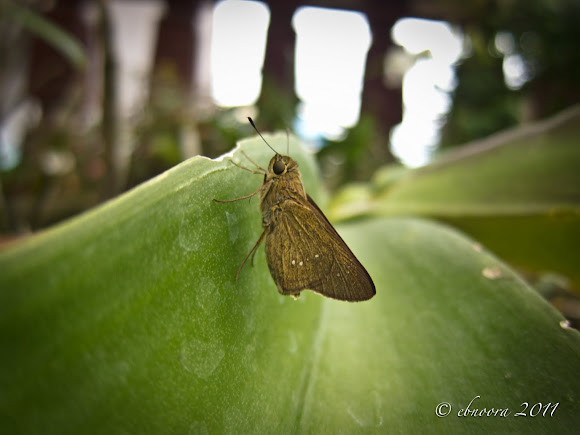Spotting Image 1