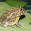 Edible Bullfrog