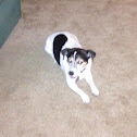 Jack Russell Terrier