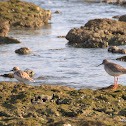 Redshank (Common)