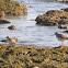 Redshank (Common)