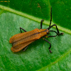 Leaf Beetle