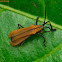 Leaf Beetle