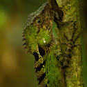Boulenger's Tree Agama