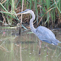 Great Blue Heron