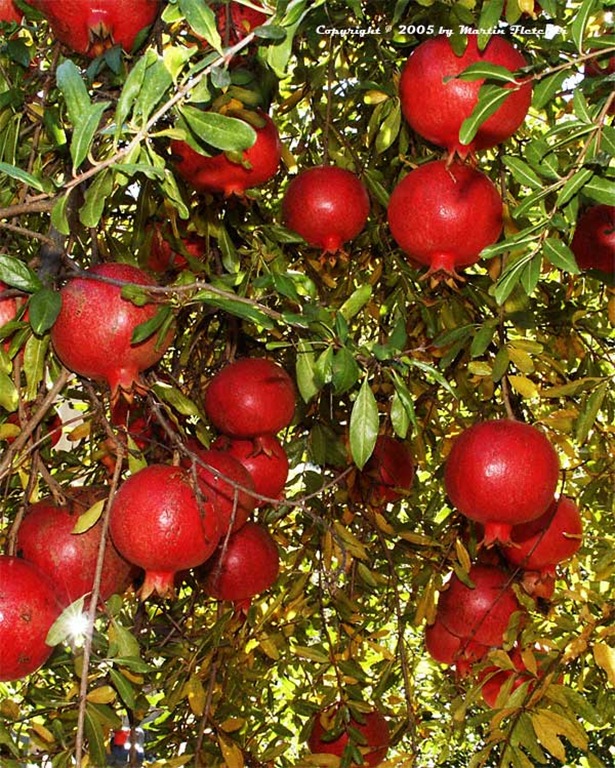 [pomegranate-wonderful[5].jpg]