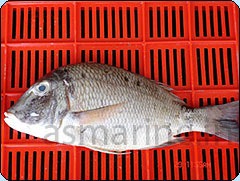 [emperor_fish3.jpg]