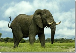 african-elephant2
