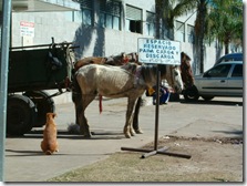 Espacio reservado para carga y descarga, perro simpático HPIM4738