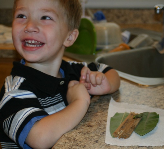 [080831Caterpillar 015[4].jpg]