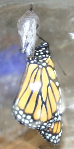 [080917Backpack&Butterfly 066[4].jpg]